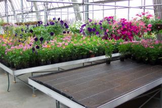 Floraplus 2 su bancale a riflusso