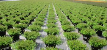 Pacciamatura di alta qualità per vivai, Teli per pacciamatura antialga