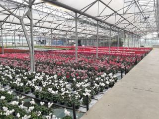 Floraplus 3 con aquafol bianco per ciclamini