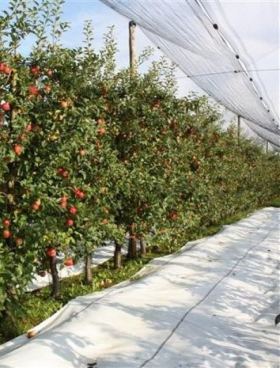 Pacciamatura di alta qualità per vivai