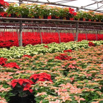 1_poinsettie_con_floraplus3.jpg