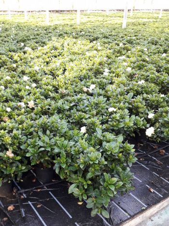 ciarrocchi gardenie su floraplus.jpg