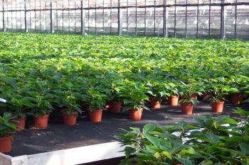 Poinsettie su Floraplus