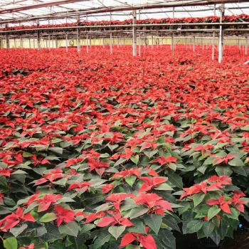 2_poinsettie_con_floraplus3.jpg