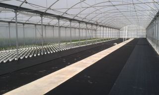 Floraplus 3 - Tappetini per la subirrigazione in vaso