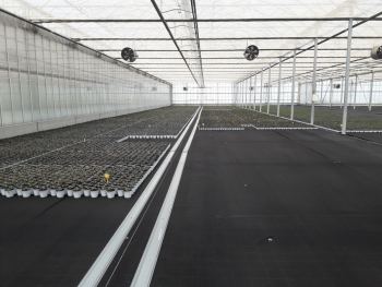 ciclamini morotti.jpg