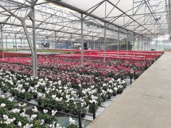 Floraplus 3 con aquafol bianco per ciclamini