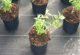 Pacciamatura di alta qualità per vivai