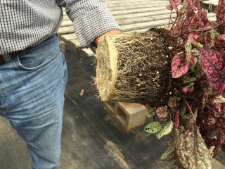 floraplus - il tappetino per la subirrigazione