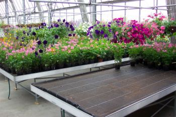 Floraplus 2 su bancale a riflusso